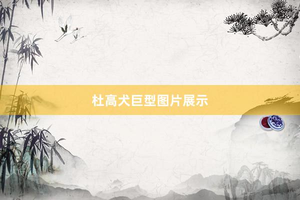杜高犬巨型图片展示